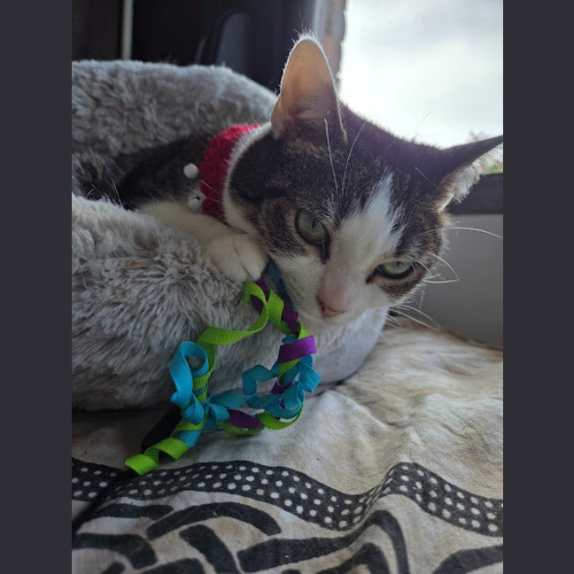 Photo of Molly / Milly