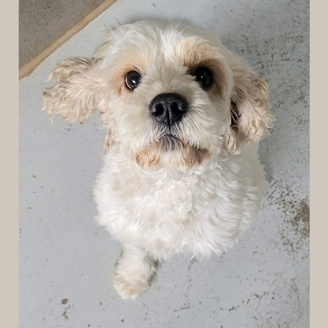 Photo of Odie