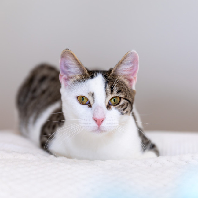 Photo of Coco