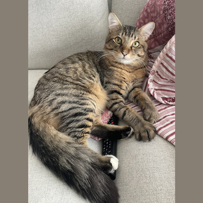 Photo of Pretzel