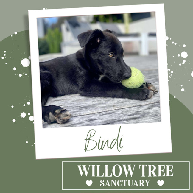 Photo of Bindi