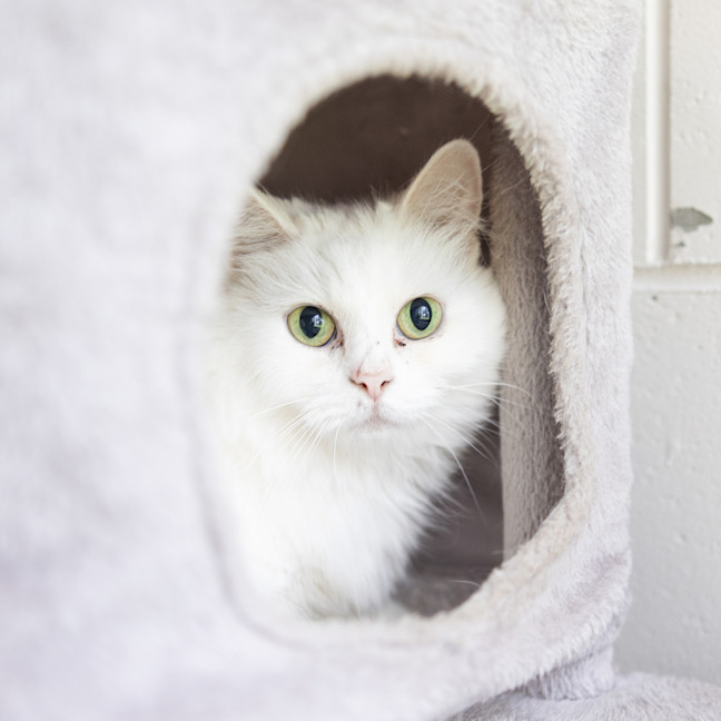 Photo of Pickle