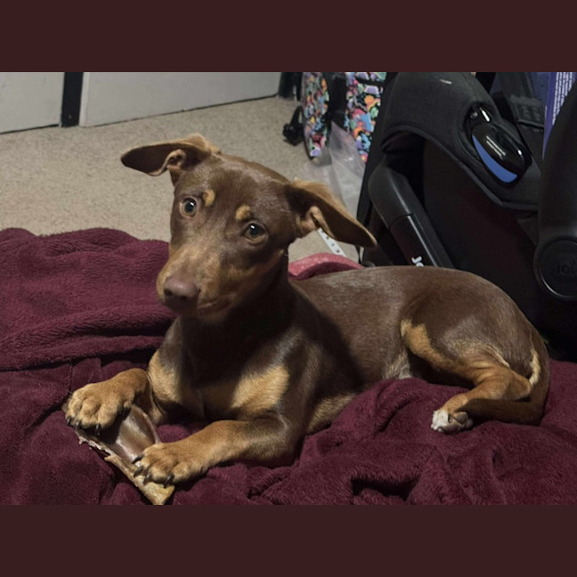 Photo of Banjo