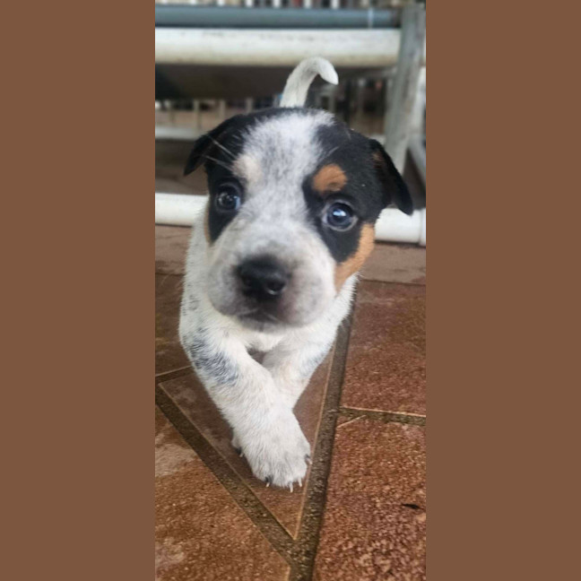 Photo of Scotch
