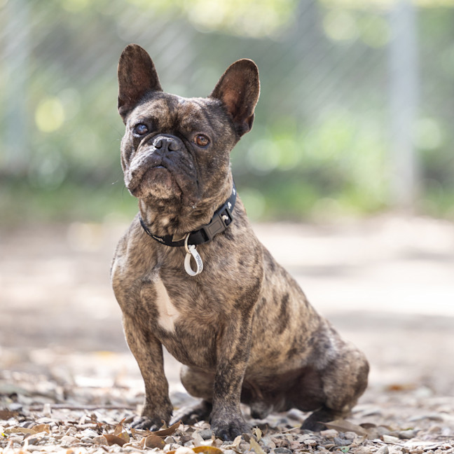 Photo of Buddy