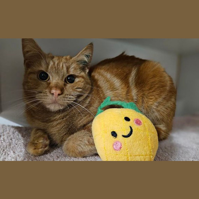 Photo of Pumpkin 