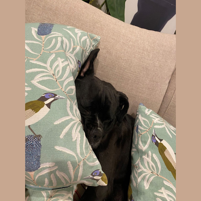 Photo of Buster ❤️