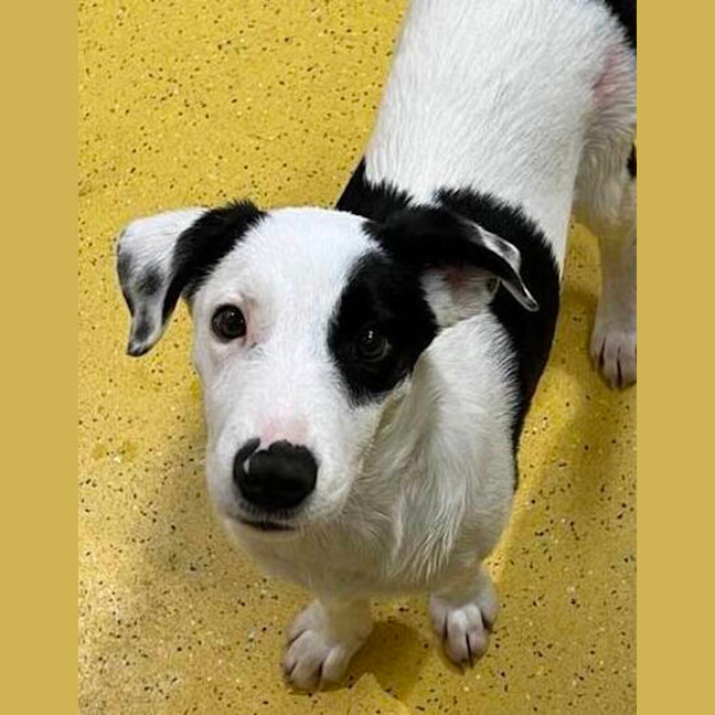 Photo of Patches