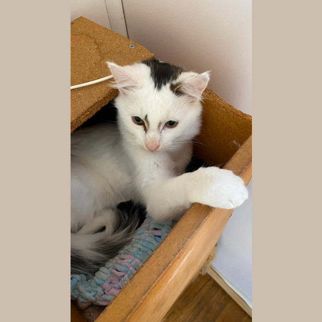 Photo of Nio   In Foster Care In Clayton