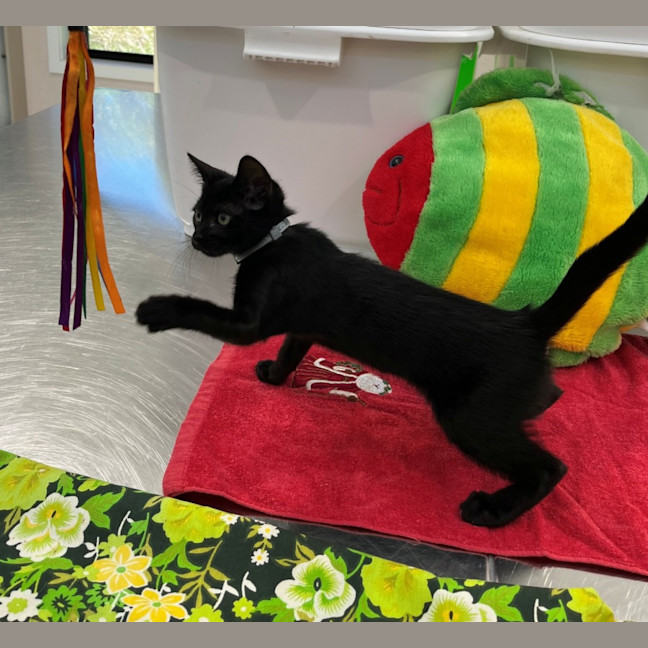 Photo of Vixen (8910)