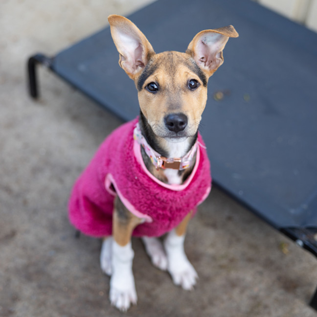 Photo of Scout