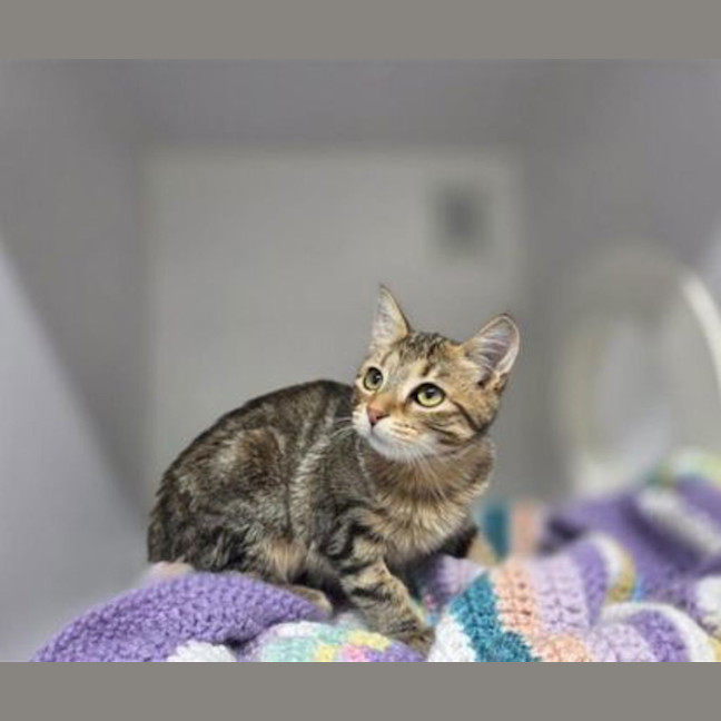 Photo of Ember