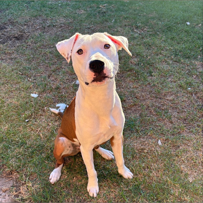 Photo of Ziggy