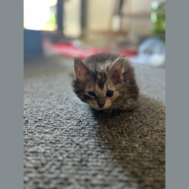 Photo of Tako