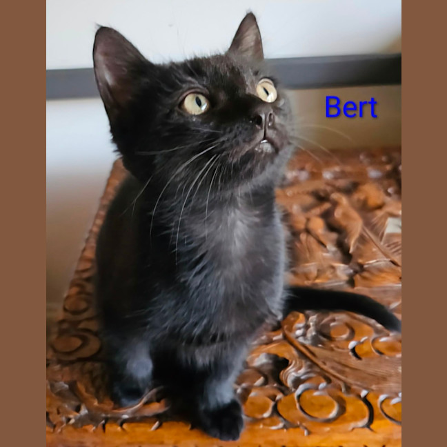 Photo of Bert Meet Me@Petstock Keysborough Store