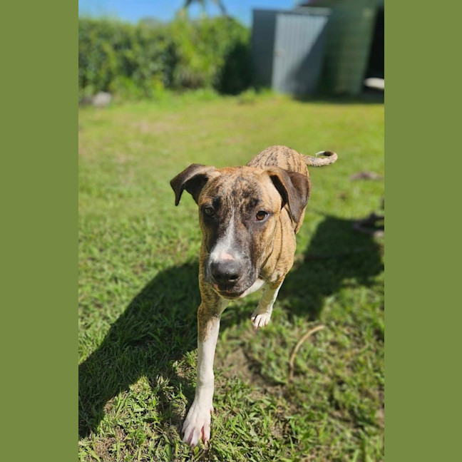 Photo of Bernard *$350 Adoption Fee*