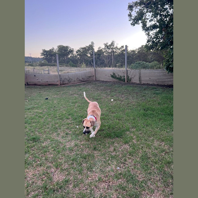 Photo of Rex