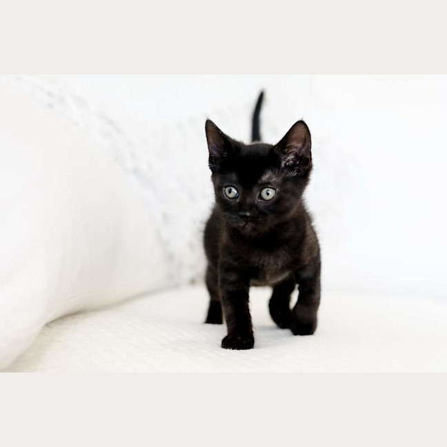 Photo of Coco