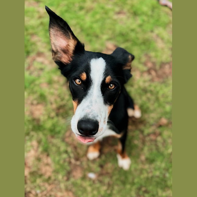 Photo of Bella