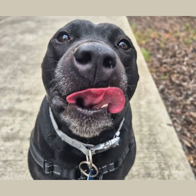 Photo of Seal