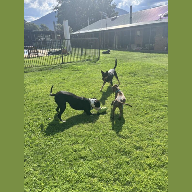 Photo of Foghorn Leghorn