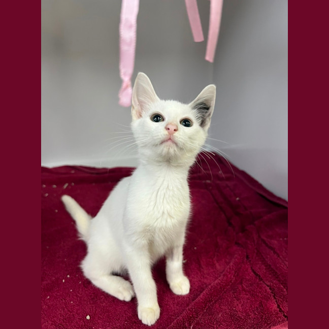 Photo of Chair *Adoption Pending*