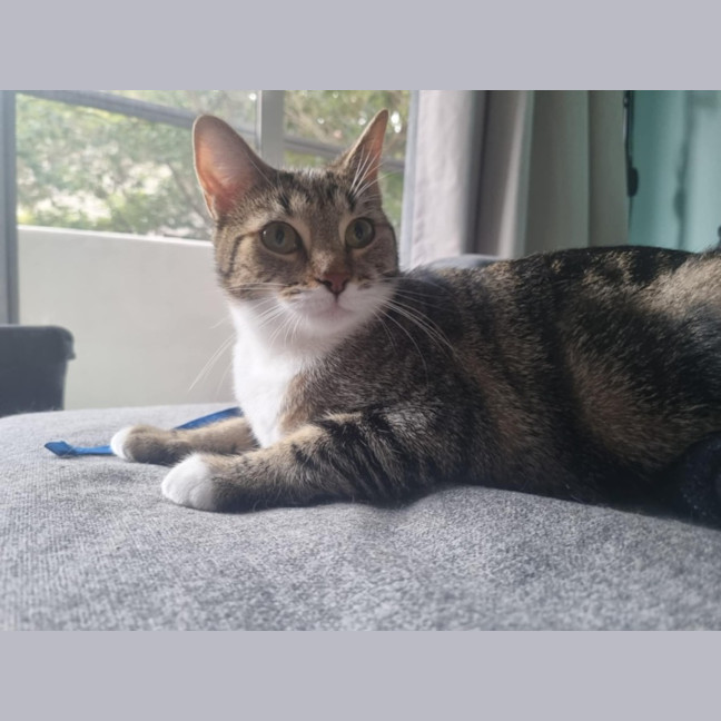 Photo of Zemi 