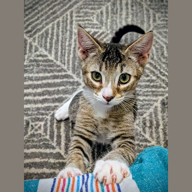 Photo of Blossom   In Foster Care In Glenroy