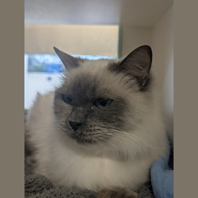 Photo of Bramble
