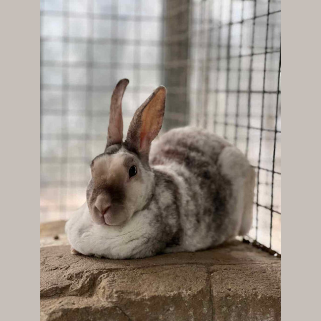 Photo of Sierra