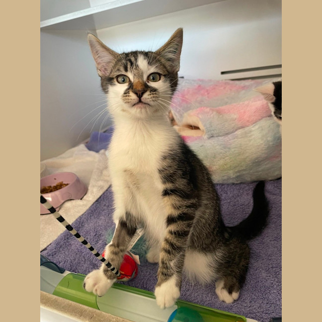 Photo of Squiggles *Available From Petstock Milperra*