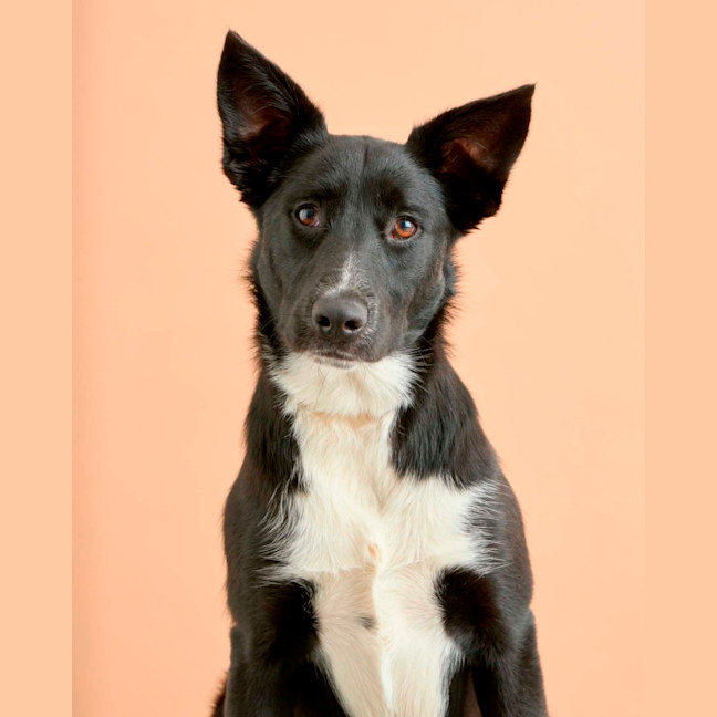 Photo of Cosmo