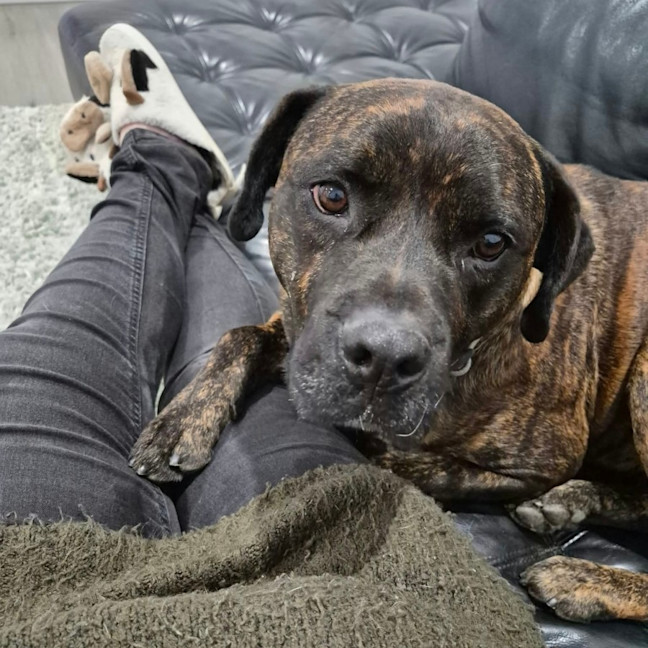 Photo of Rex