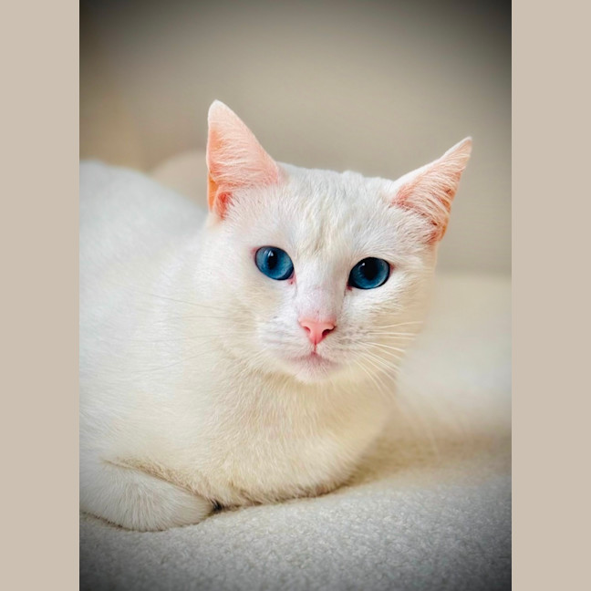 Photo of Antoinette And Angelique