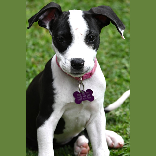 Photo of Cleo