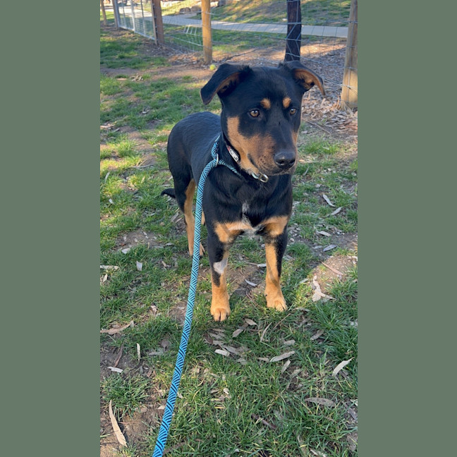 Photo of Louie