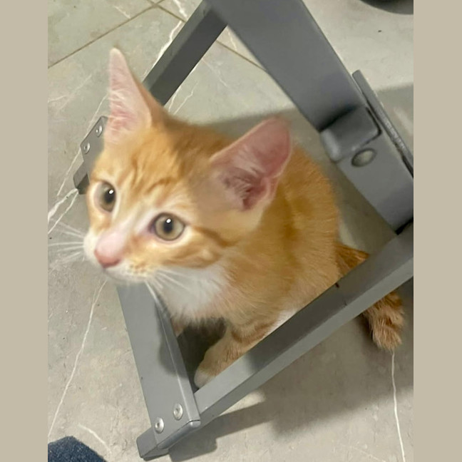 Photo of Cookie And Marmalade