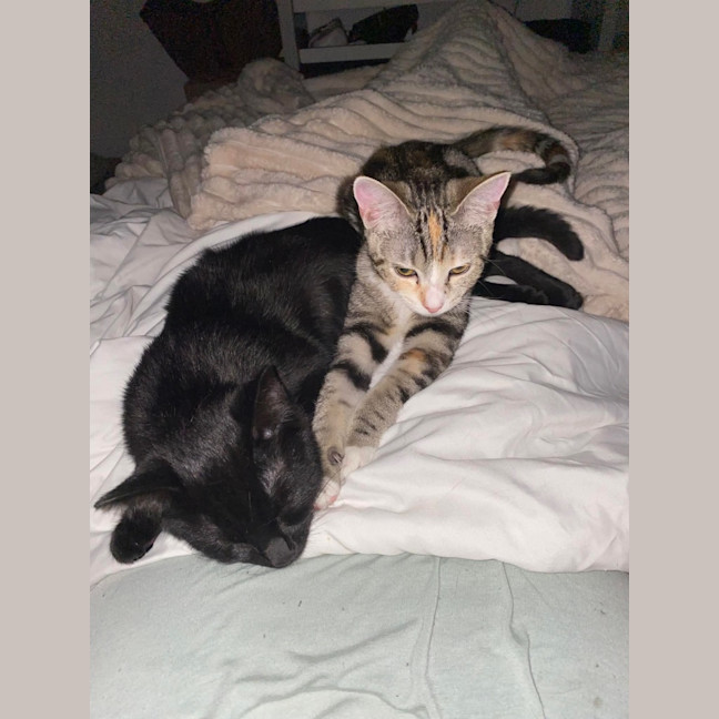 Photo of Tinkerbell & Bon Bon 