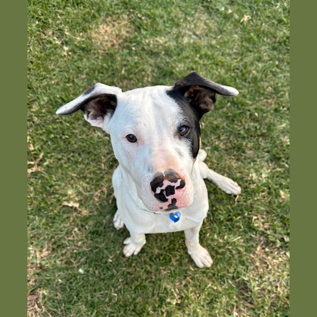 Photo of Moose