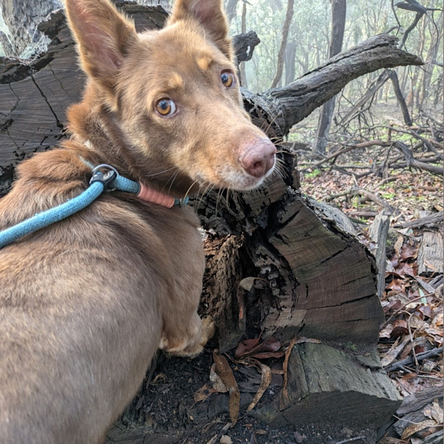 Photo of Fudge