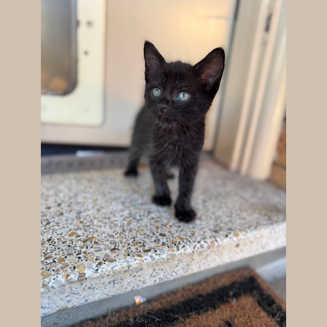 Photo of Panda   8 Week Old Domestic Shorthair