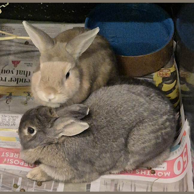 Photo of Ghost (Bonded With Casper)