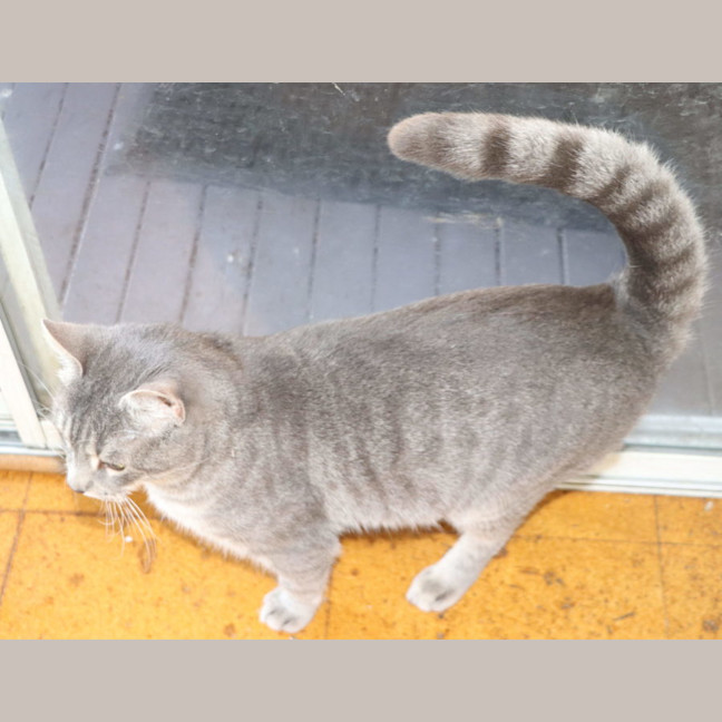 Photo of Winston   Now At Thornton Pet Quarters