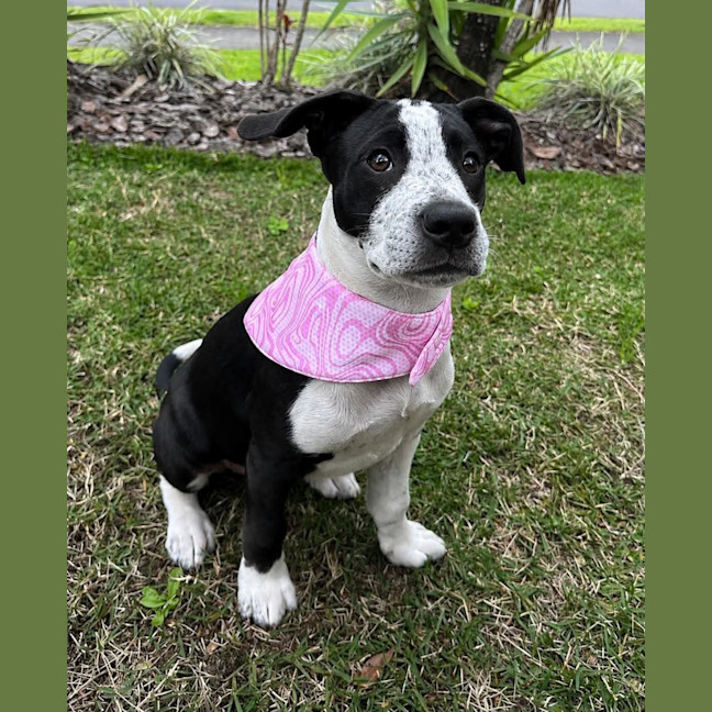 Photo of Nova