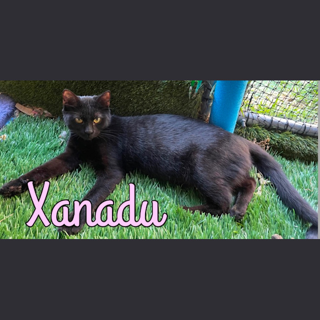 Photo of Xanadu 