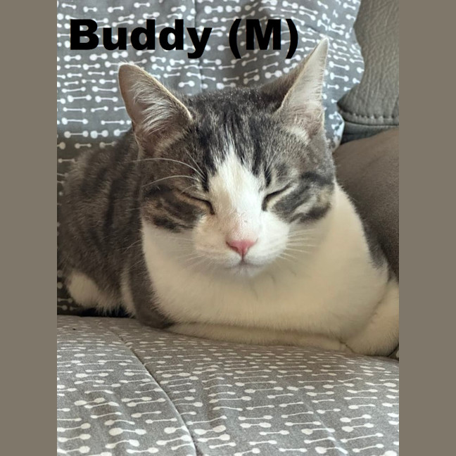 Photo of Buddy