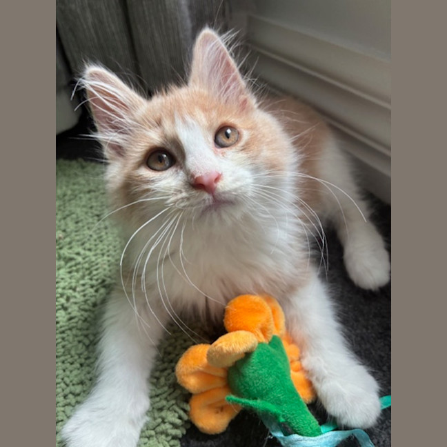 Photo of Momo