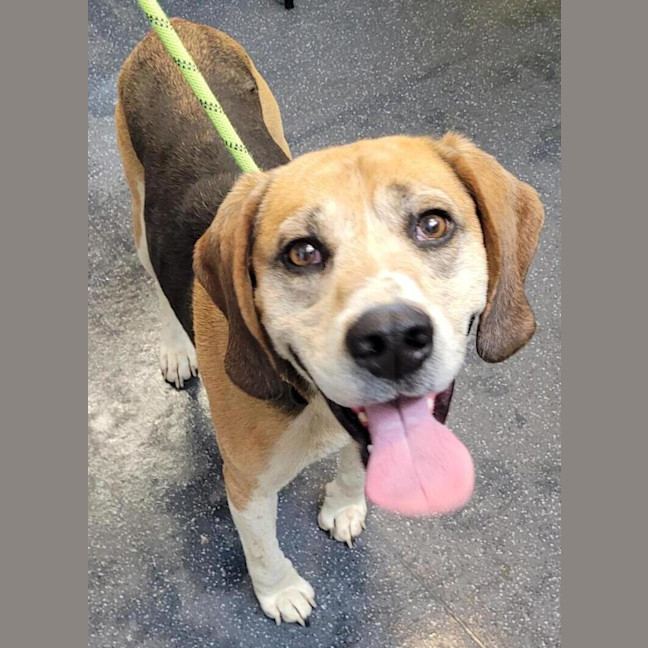 Photo of Dr. Zoidberg