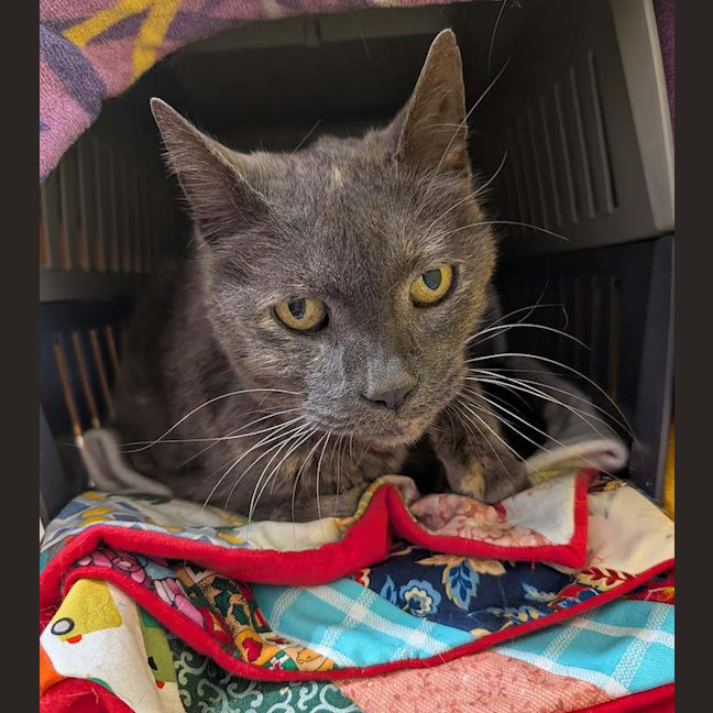 Photo of Smokey