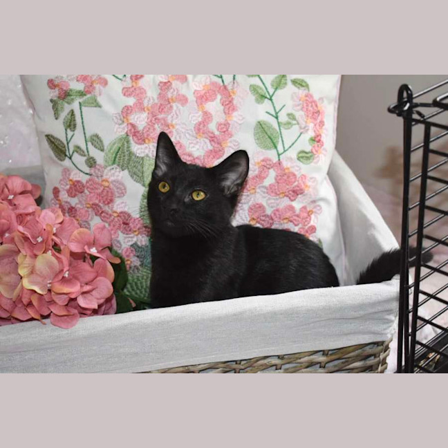 Photo of Dahlia